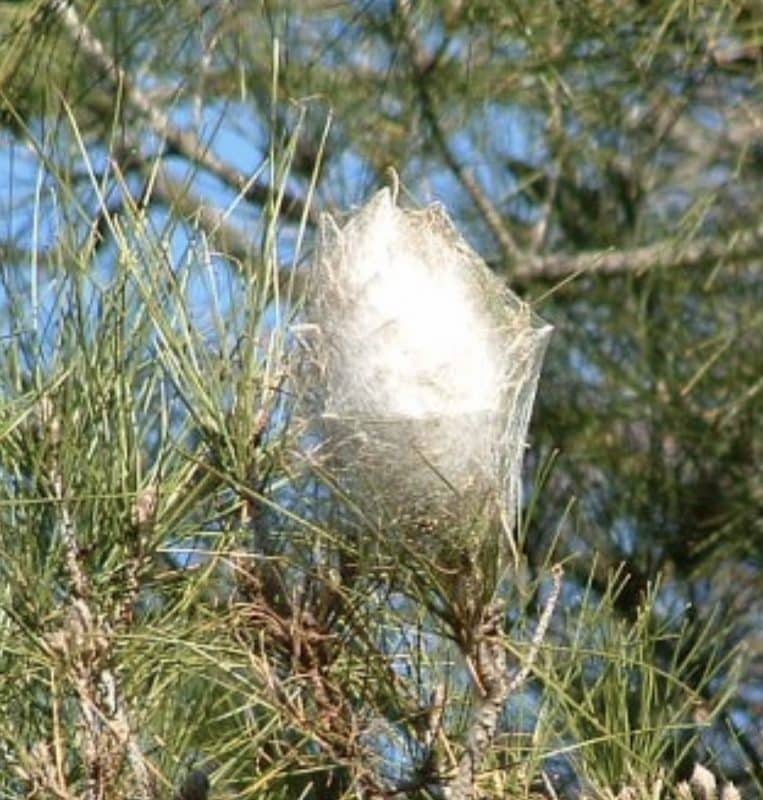 Processionary caterpillar nest Southern Europe 