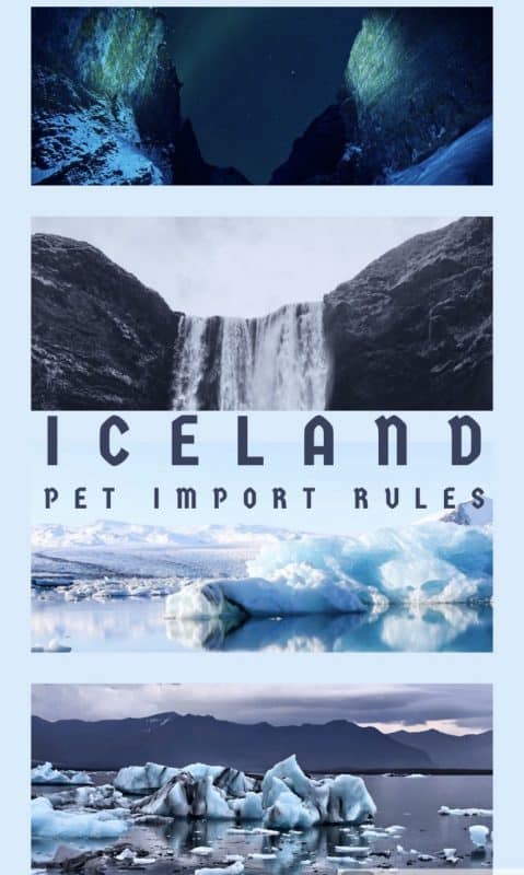 Iceland pet rules pet travel cats dogs pet import certificate Iceland