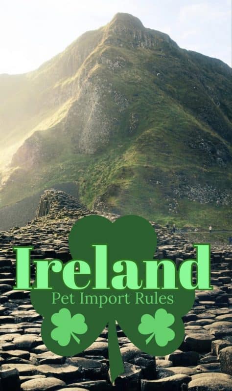 importing a pet to ireland pet cats and dogs travelling to ireland EU pets scheme