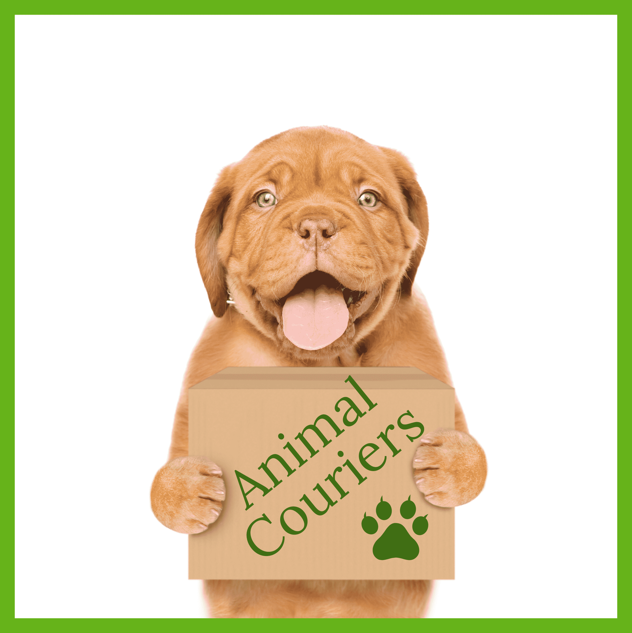 Animal Couriers pet couriers by road EU Spain Portugal France UK transport cats dogs rabbits ferrets freight cargo airlines