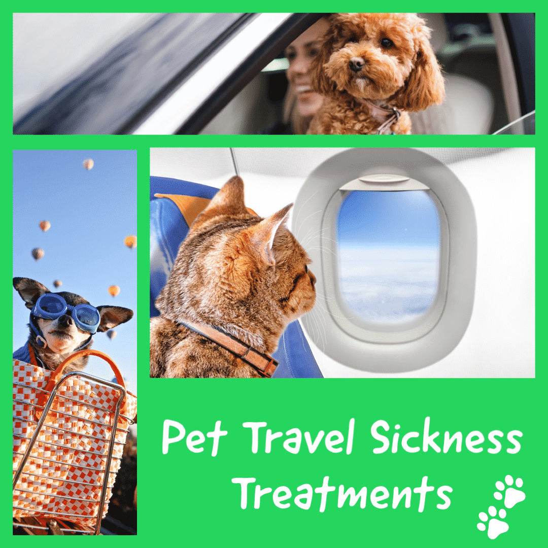 Pet travel sickness treatments cat dog motion nausea vomiting car plane train ferry