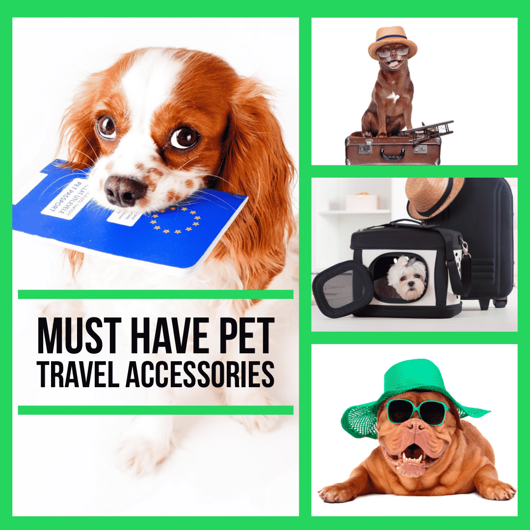 must have pet travel accessories IATA approved airline dog crate cat carriers