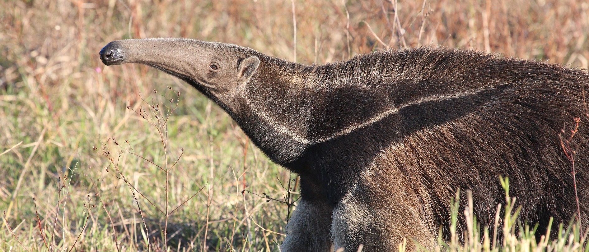 giant anteater superstitions myths brazil