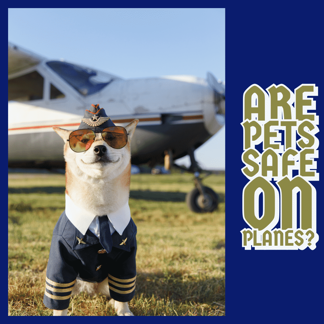 pet safety on planes cats dogs accidents safety tips IATA