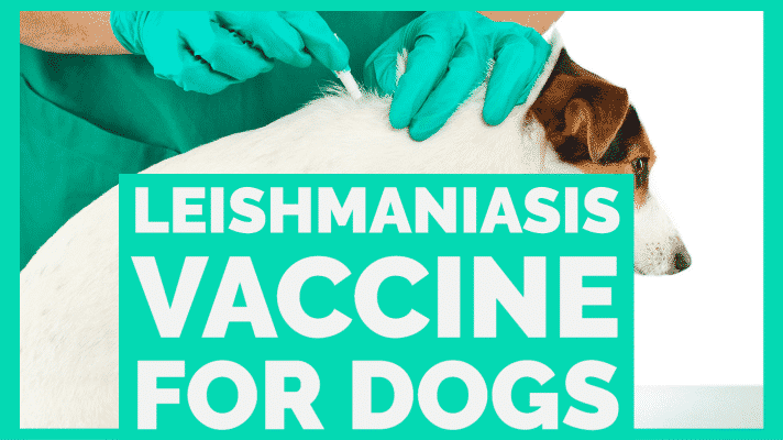 canileish vs letifend leishmaniasis vaccines for dogs side effects dosage effectiveness scientific studies efficacy